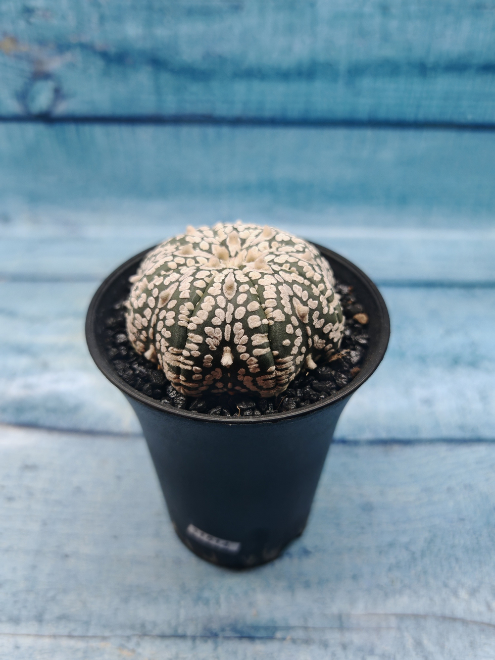 Astrophytum Asterias (Астрофитум)