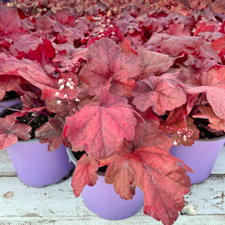 Гейхера гибридная Фаер Аларм С2