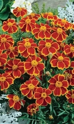 Семена Бархатцы отклоненные Шаловливая Мариэтта 0,4 гр (УД) Е/П