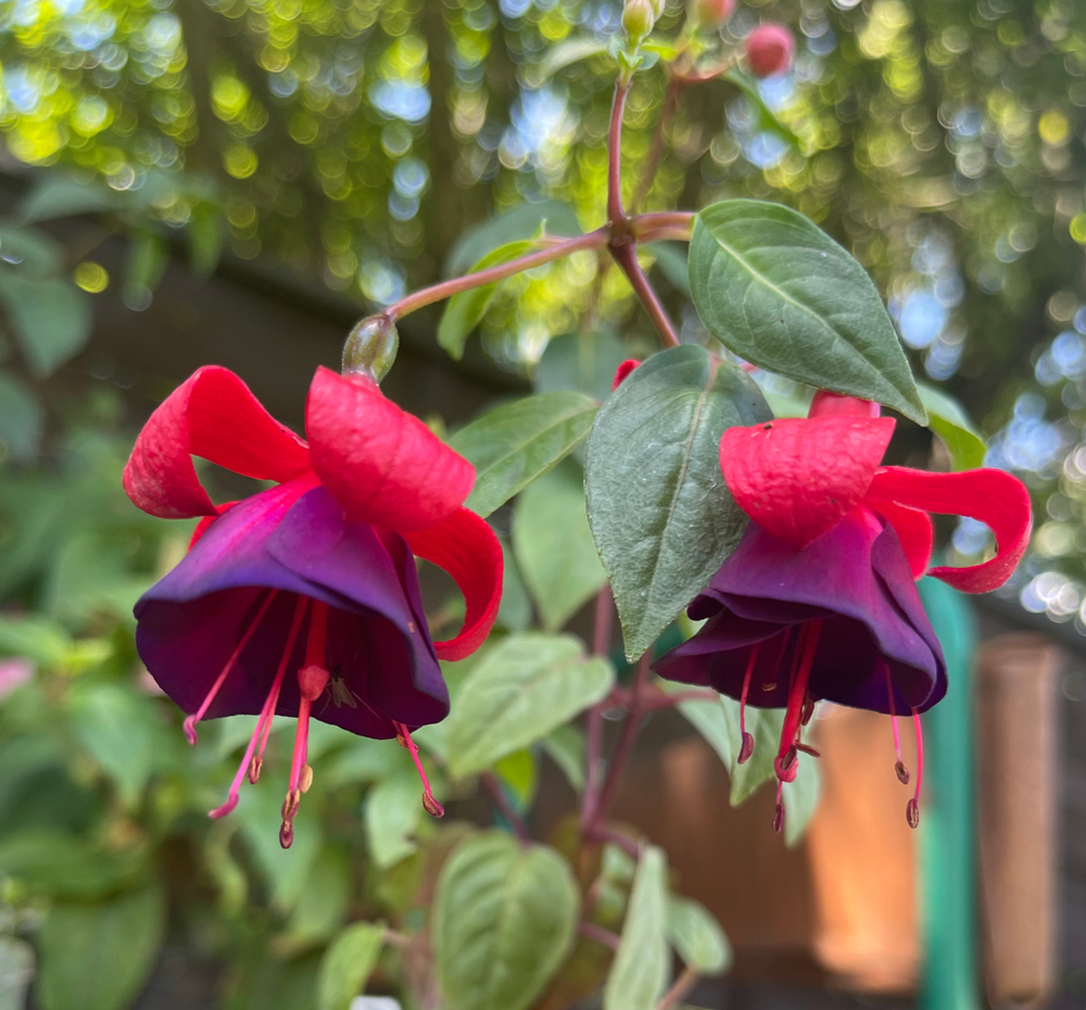Фуксия Mission Bells