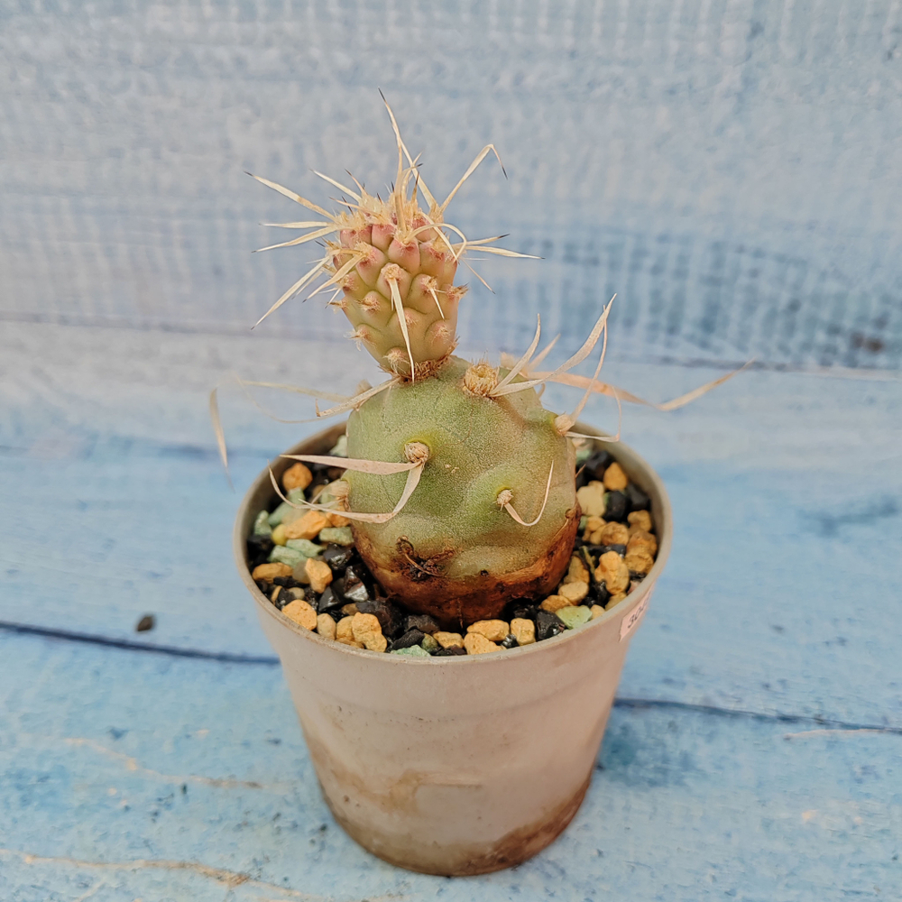 Tephrocactus Articulatus Papyracanthus (Тефрокактус)