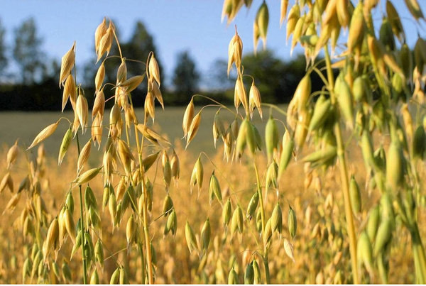 Про гастрит