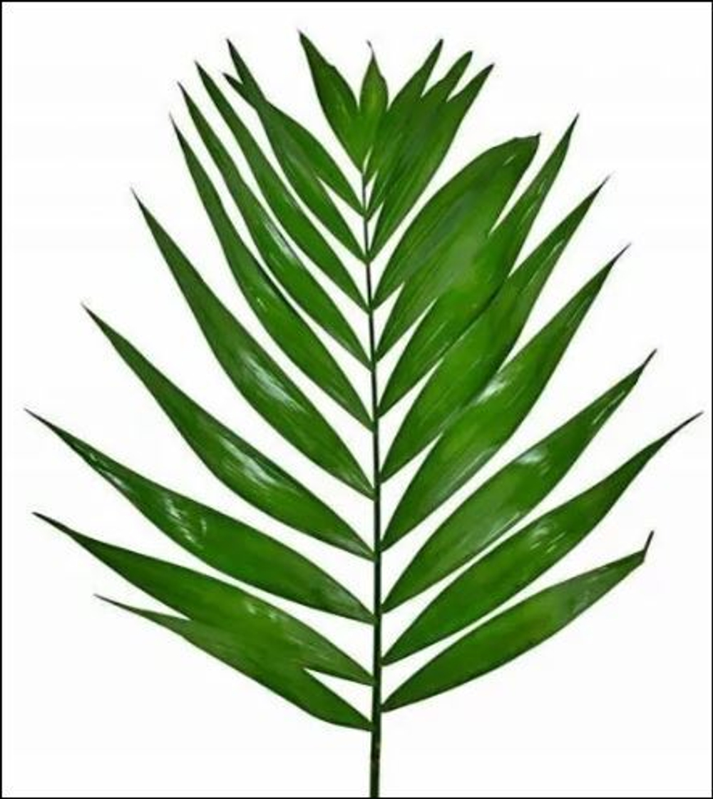 Чико /Лист пальмы (14)