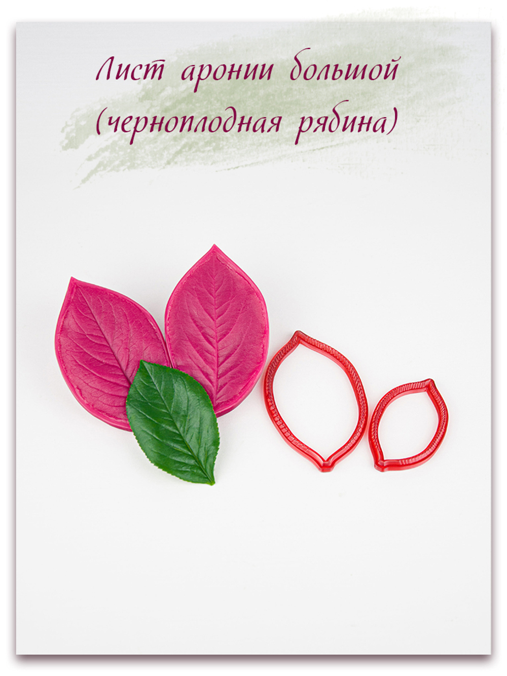 Лист аронии большой (черноплодная рябина)