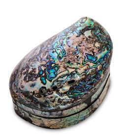 Decor and Gift 54-042 Декоративная шкатулка «Ракушка»