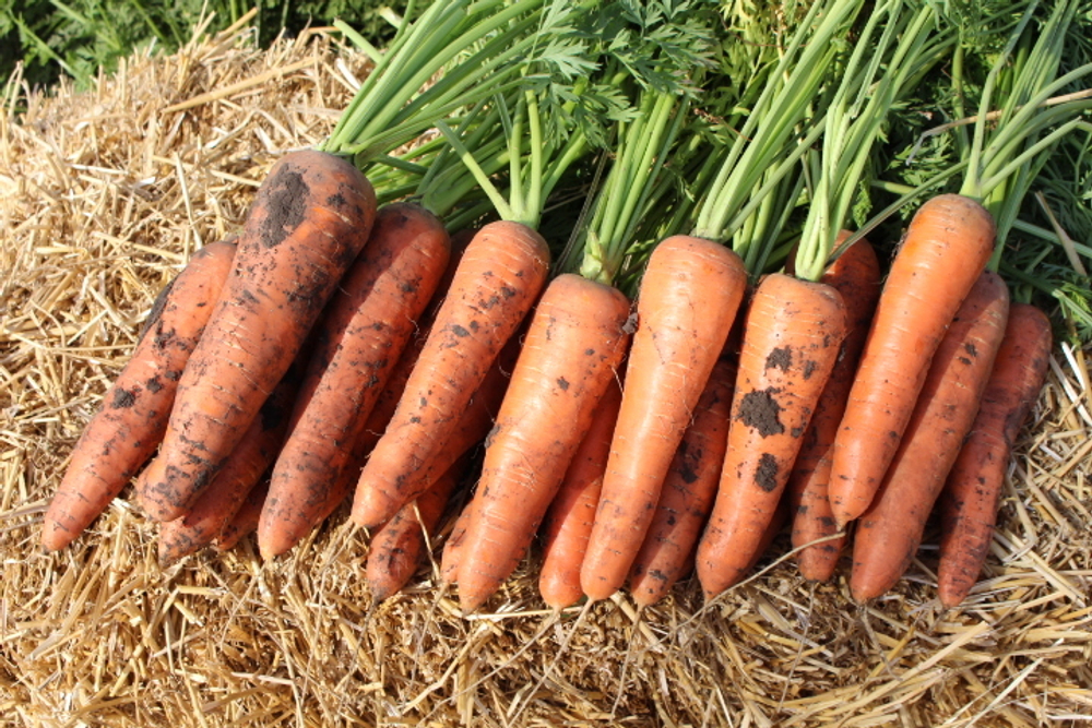 Морковь Зафиро (Олимпо) F1 (10гр)  Витагрин Профи