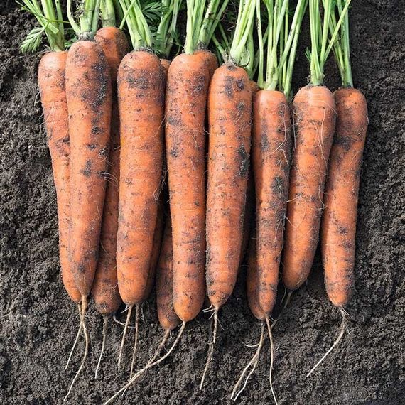 НОРВЕГИЯ F1 семена моркови Bejo купить