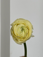 Ранункулюс лимонный