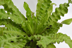 Асплениум Криспи Вейв / Asplenium Crispy Wave