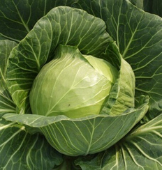 ЧАМП F1 семена капусты белокочанной (Seminis | Alexagro)