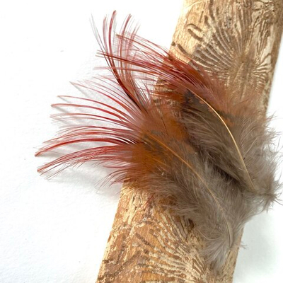 Перья красного фазана 10-12 см. 10 шт.