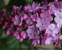 Сирень Гортензия