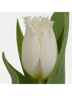 Тюльпаны пионовидные ,луковицы сорт NORTHPOLE ( 4 штуки)