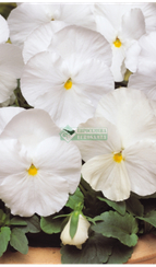 Фиалка Виттрока MATRIX WHITE F1