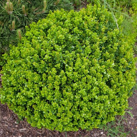 Барбарис Тунберга Кобольд С2 20-30