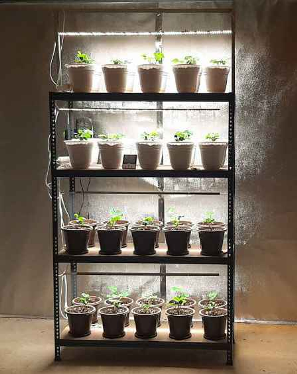 Комплект из двух Quantum line 60 см, 50W