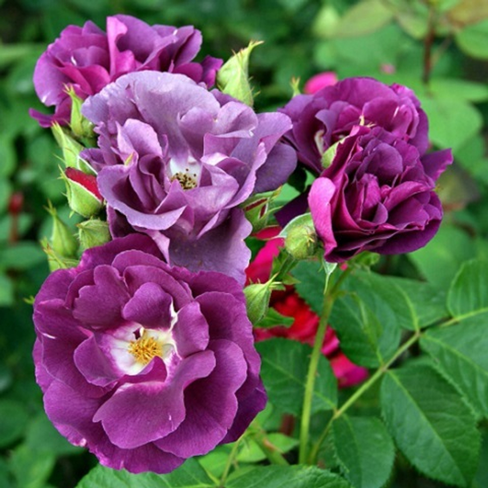 Роза плетистая Purple Skyliner