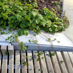 Земляника лесная. Fagaria vesca.