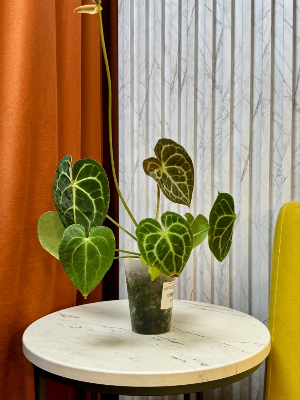 Антуриум Кларинервиум, D9см Н30см, 1шт, Urban Jungle (2962)