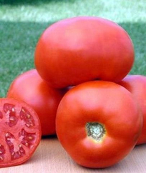 Садик F1 семена томата детерминантного (Seminis / Семинис)