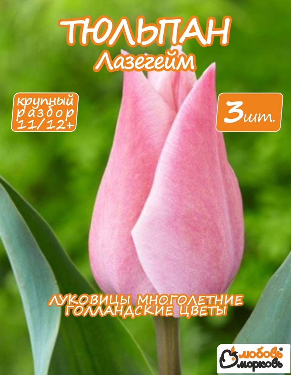 Тюльпан луковичные цветы, ЛазерГейм 3 шт, разбор 12+