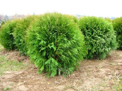 Туя западная Вуд Варди (Woodwardii)