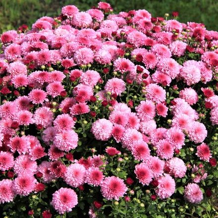 Хризантема мультифлора кустовая San Remo Pink