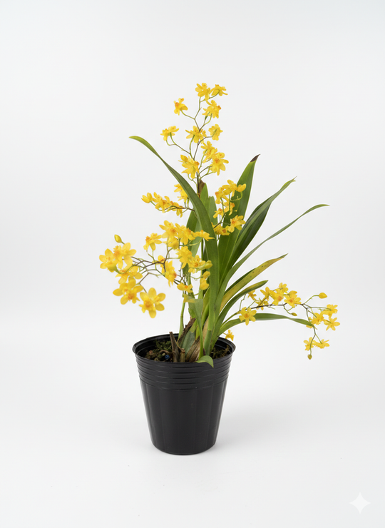 Онцидиум микс д.9