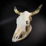 Череп быка с нижней челюстью
