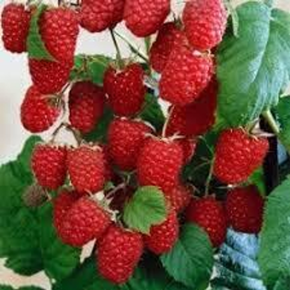 Малина среднеспелая Каскад Делайт / Cascade Delight крупноплодная