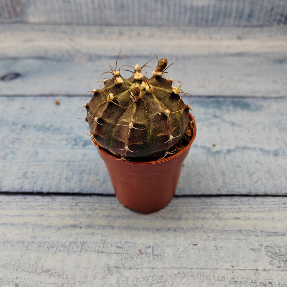 Gymnocalycium Friedrichii (Гимнокалициум)