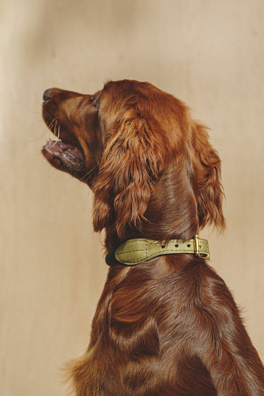 Ошейник "Пони-Макарони" Зеленый