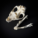 Череп собаки