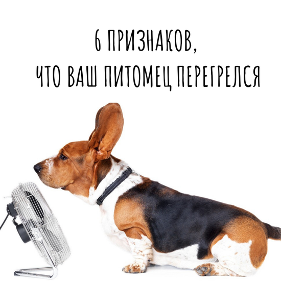 Шесть признаков, что ваш питомец перегрелся