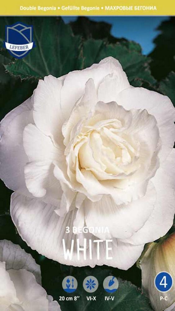 Бегония &quot;Double White&quot;, Нидерланды.
