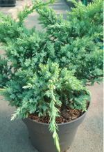 Можжевельник "Blue stars"