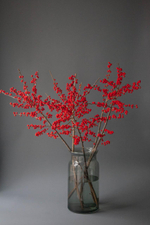 Илекс красный