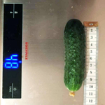 Монисия F1 семена огурца партенокарпического (Seminis / Семинис)