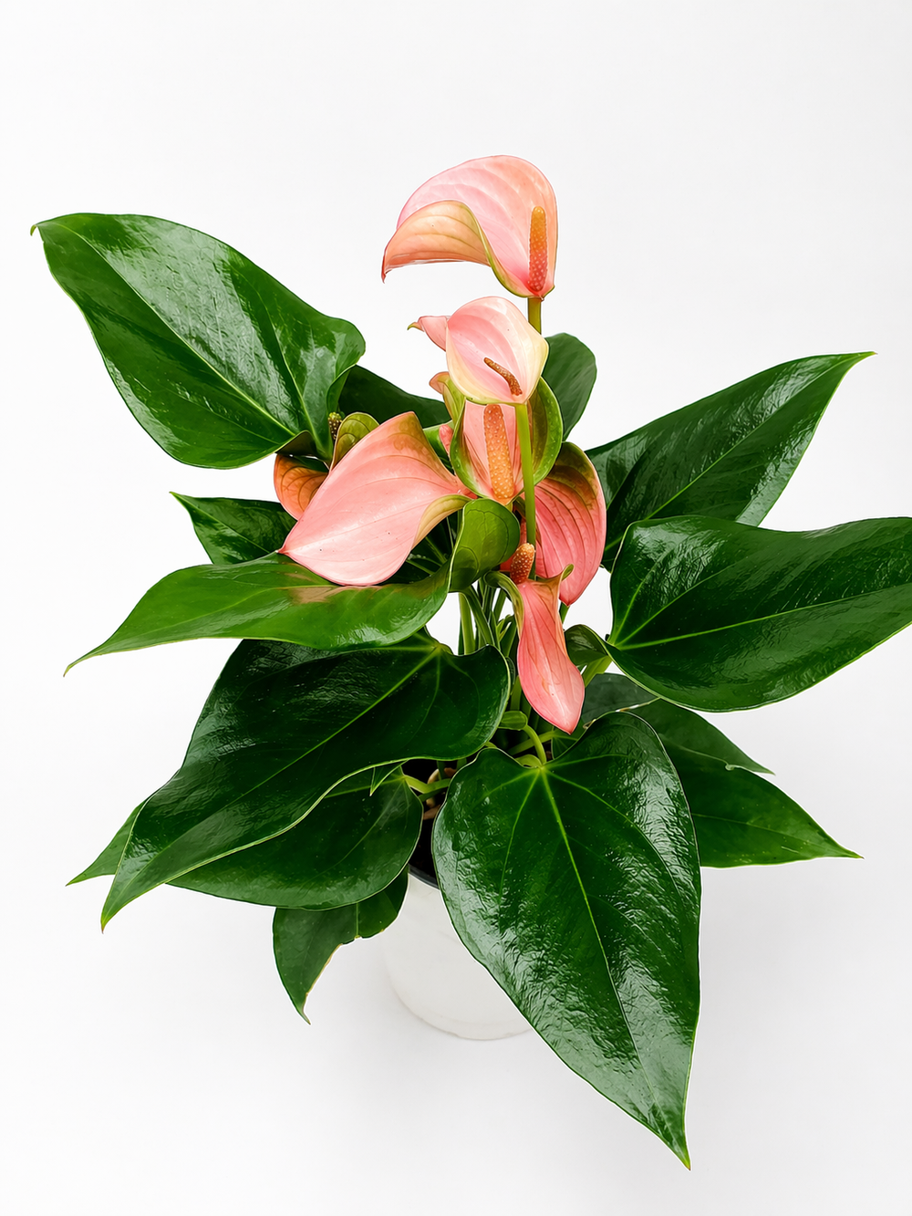 Антуриум (Китай) D12