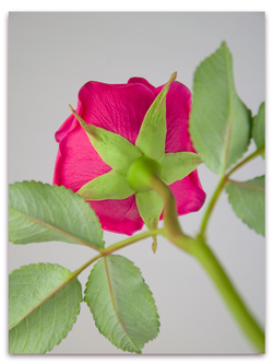 Комплект для лепки пионовидных роз