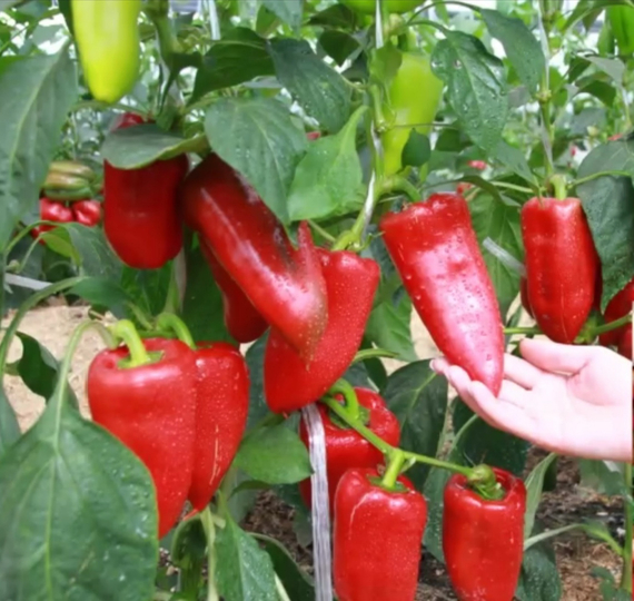Ариадни F1 семена перца сладкого (Seminis / ALEXAGRO) культура