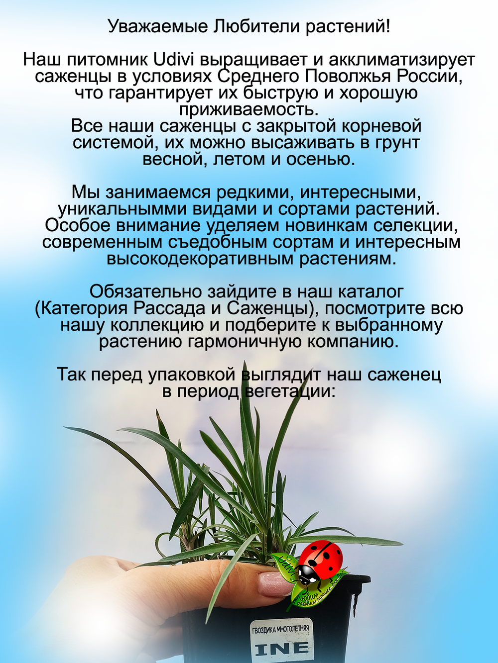 Гвоздика Ине многолетняя бордюрная