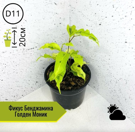 Фикус Бенджамина Голден Моник D11 H20