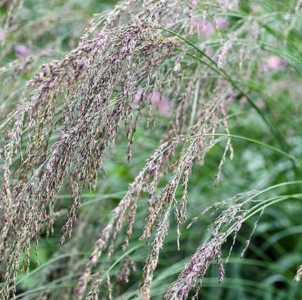 Молиния тростниковая "Fontane". Molinia caerulea ssp. arundinacea "Fontane".