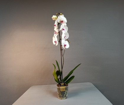 Горшечное растение «Фаленопсис орхидея»