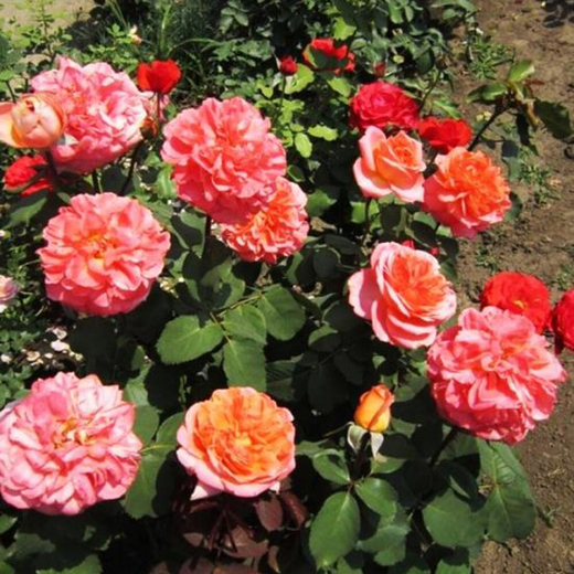 Роза Рене Госсини Закупка М16 июнь 2026