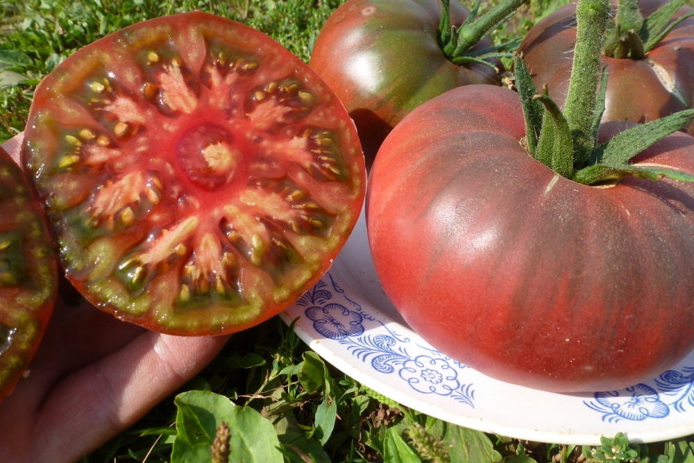 Помидоры – Фермерский Чёрный