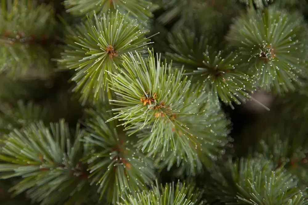 Ель Лесная красавица голубая 260 см., леска+пвх, Triumph Tree (73619)