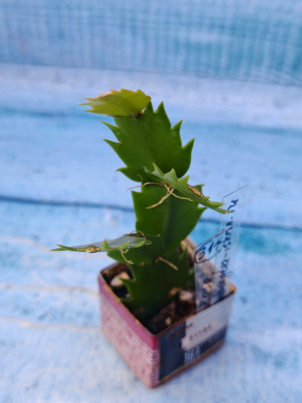 Schlumbergera cv. Rosa Brazil (Шлюмбергера)