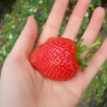 Земляника садовая Александрина  5 шт